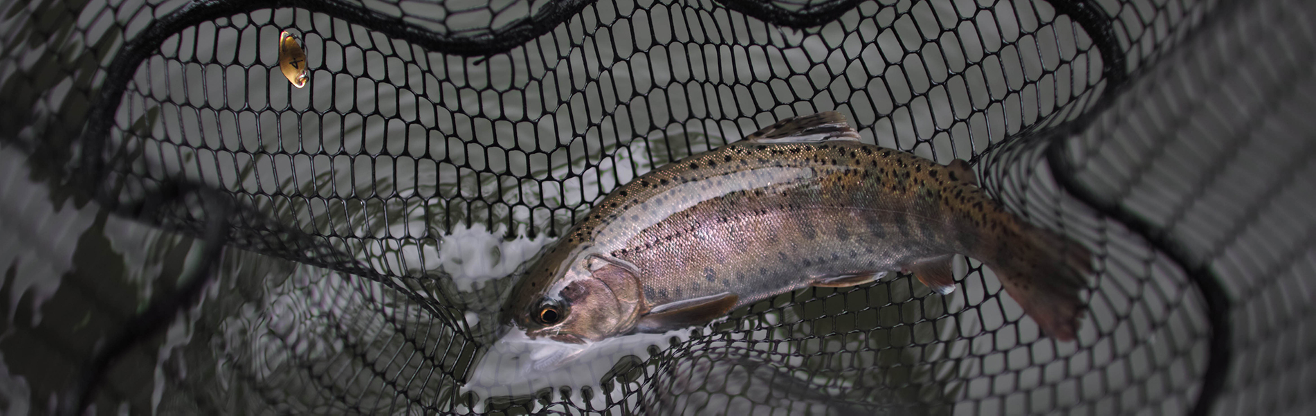Trout Spoons Lab