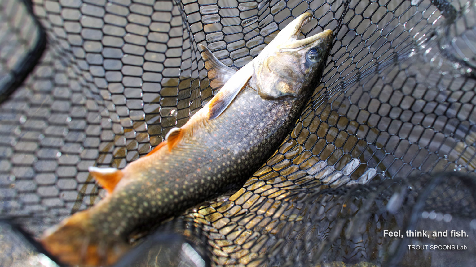 TROUT SPOONS Lab
