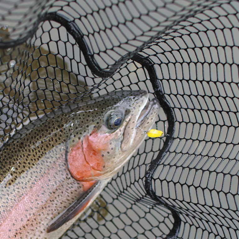 Trout その優れた能力 TROUT SPOONS Lab